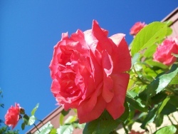 Roses